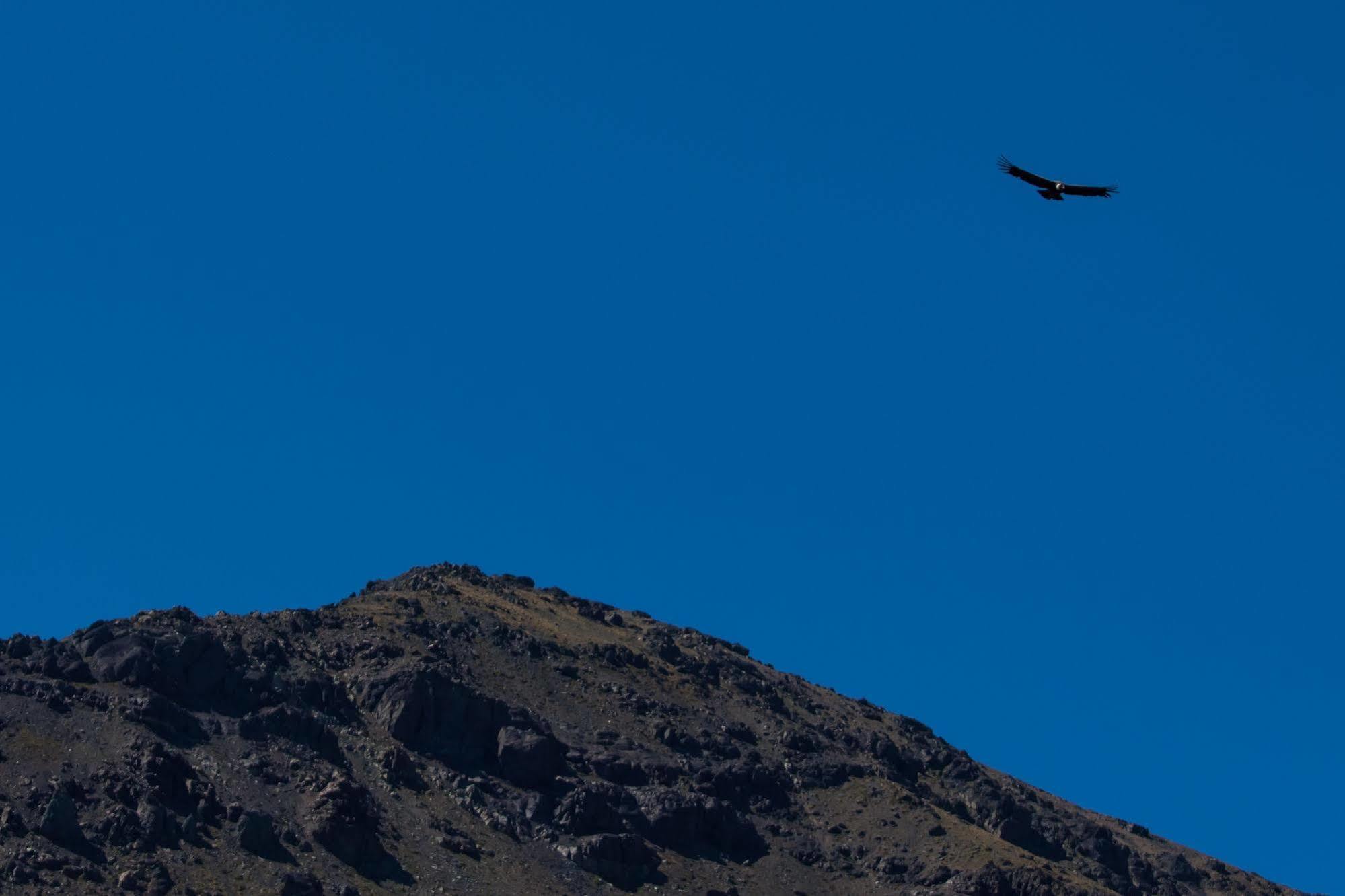 Noi Puma Lodge Machalí Eksteriør billede